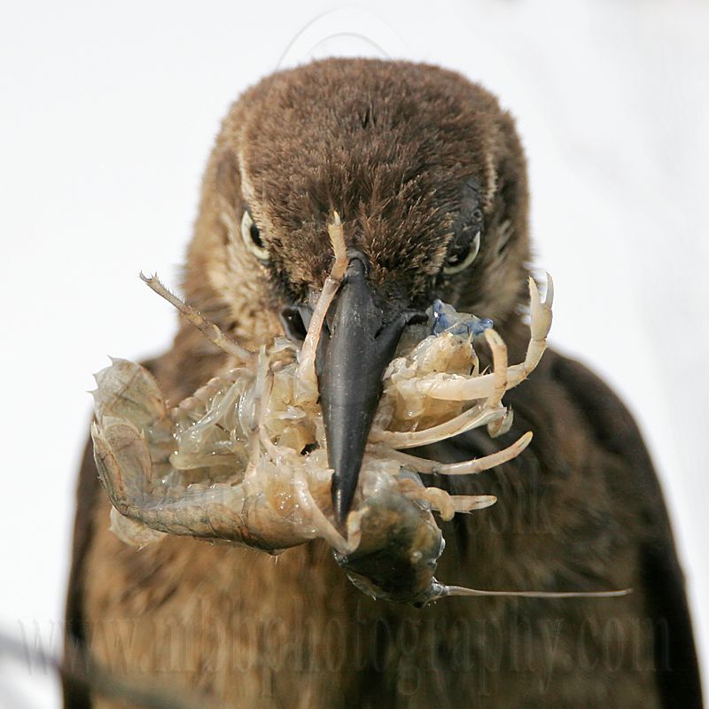 Great-tailed_Grackle_3737_800.jpg