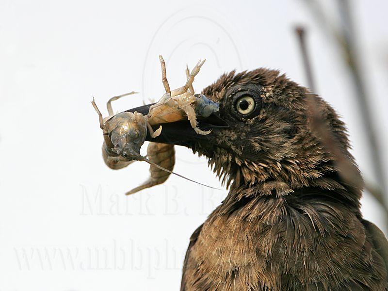 Great-tailed_Grackle_3751_800.jpg