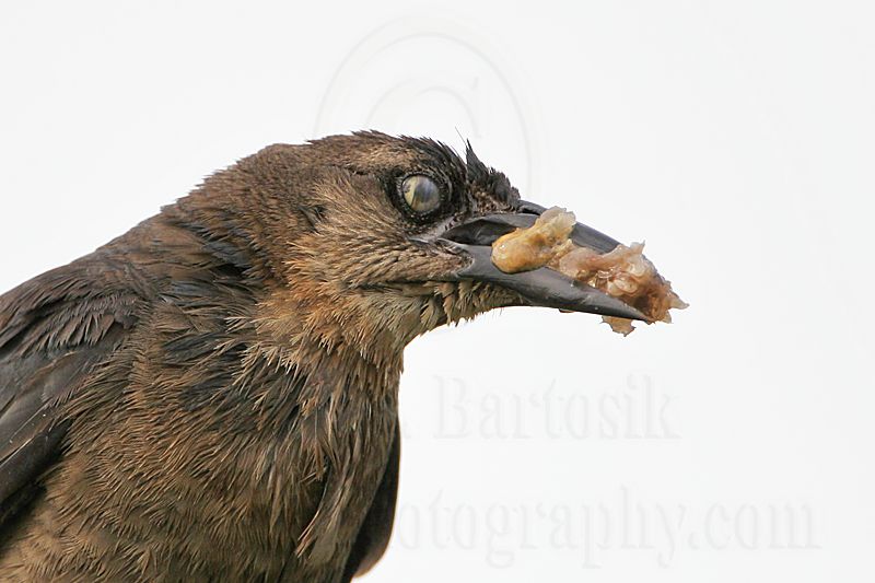 Great-tailed_Grackle_3863_800.jpg
