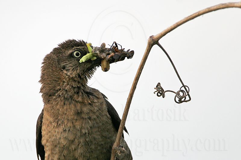 Great-tailed_Grackle_4363_800.jpg