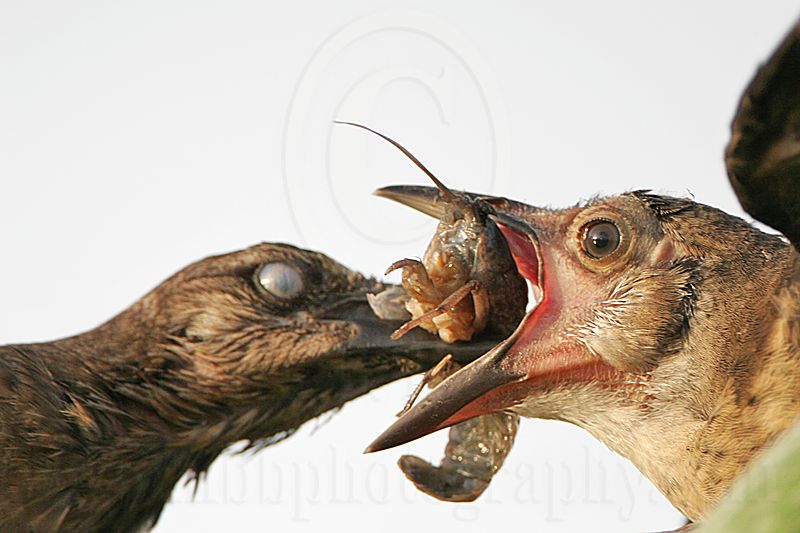 Great-tailed_Grackle_5001_800.jpg