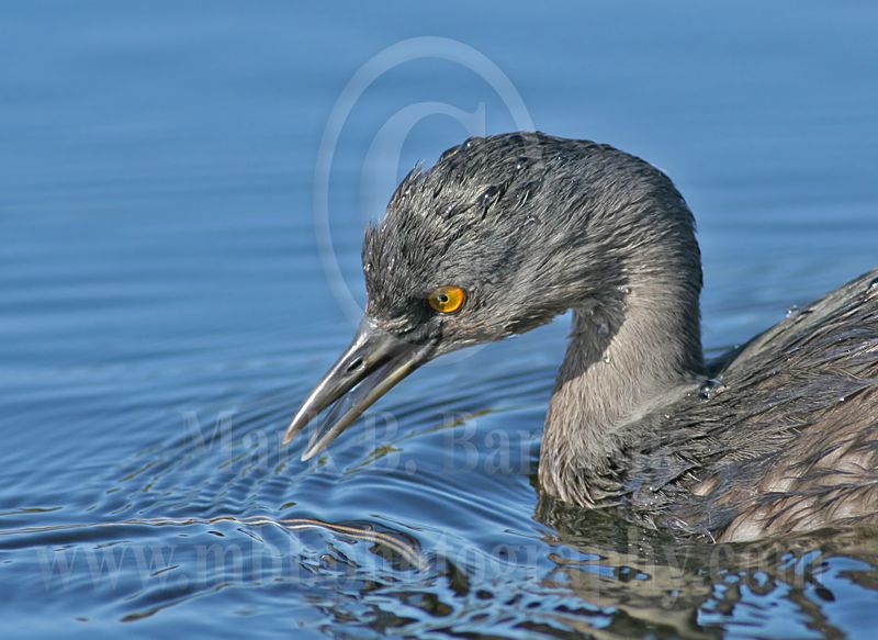3738514-Least Grebe.jpg