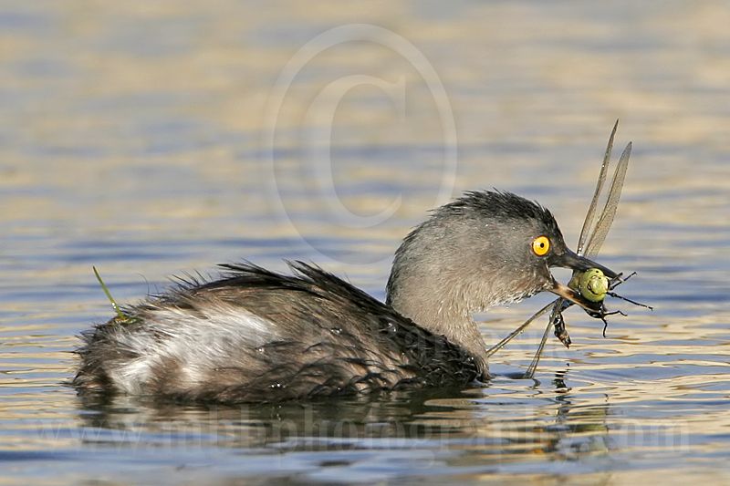 3876547-Least Grebe.jpg