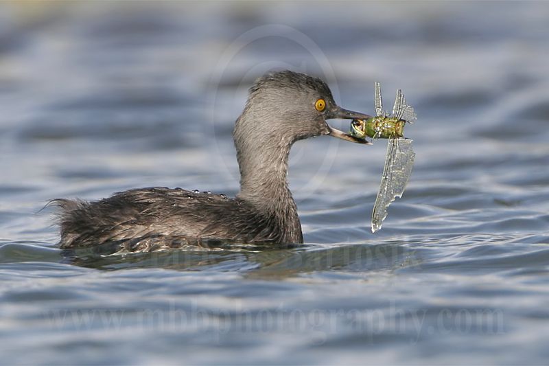 3876724-Least Grebe.jpg