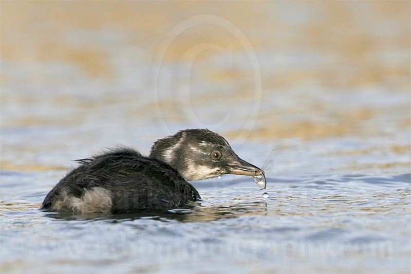 3925434-Least Grebe.jpg