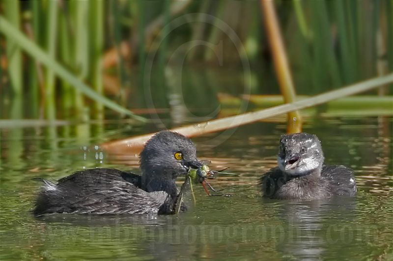 4067413-Least Grebe.jpg