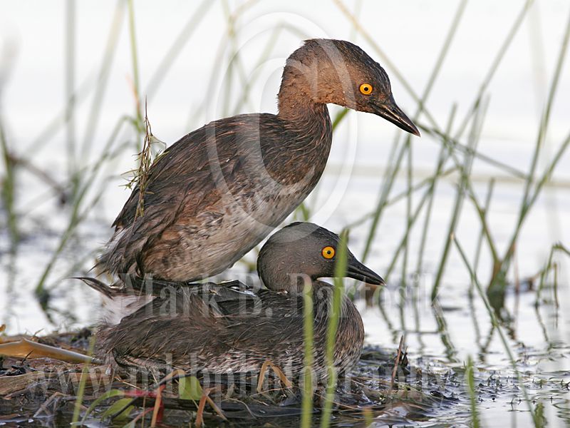 4686751-Least_Grebe.jpg