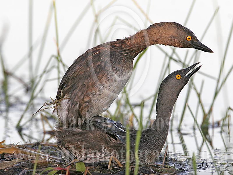 4686752-Least_Grebe.jpg