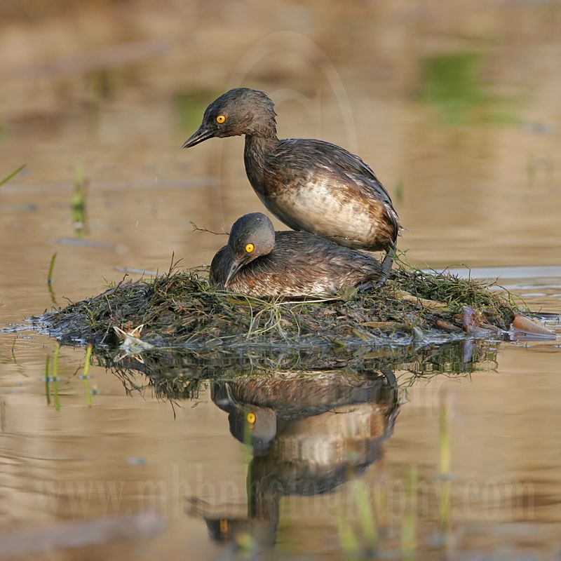 Least_Grebe_8122_800.jpg