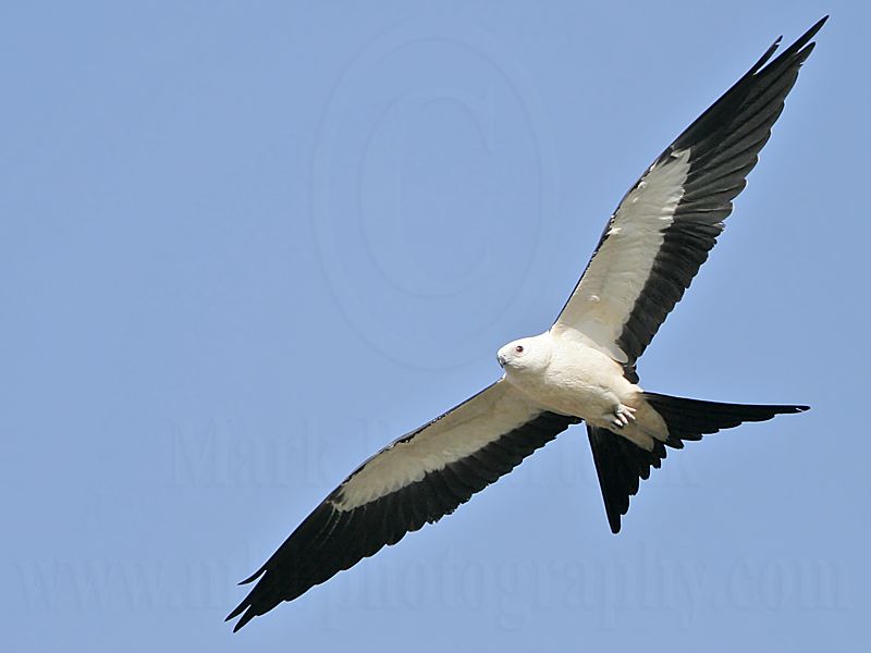 _MG_5649Swallow-tailed Kite.jpg