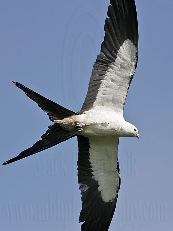 _MG_5685Swallow-tailed Kite.jpg