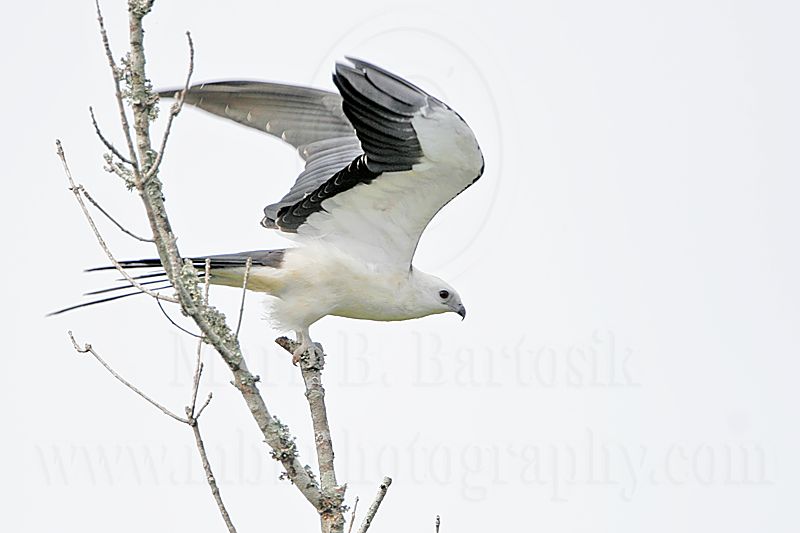 _MG_7037Swallow-tailed Kite.jpg