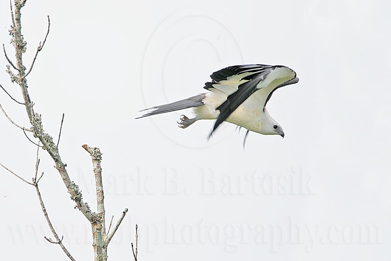 _MG_7038Swallow-tailed Kite.jpg