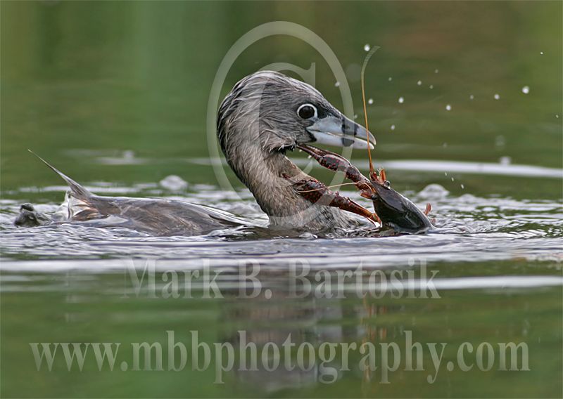 Pied-billed_Grebe.jpg