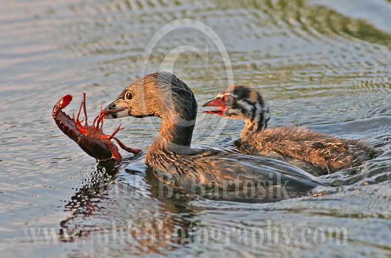 3688611-Pied-billed_Grebe.jpg