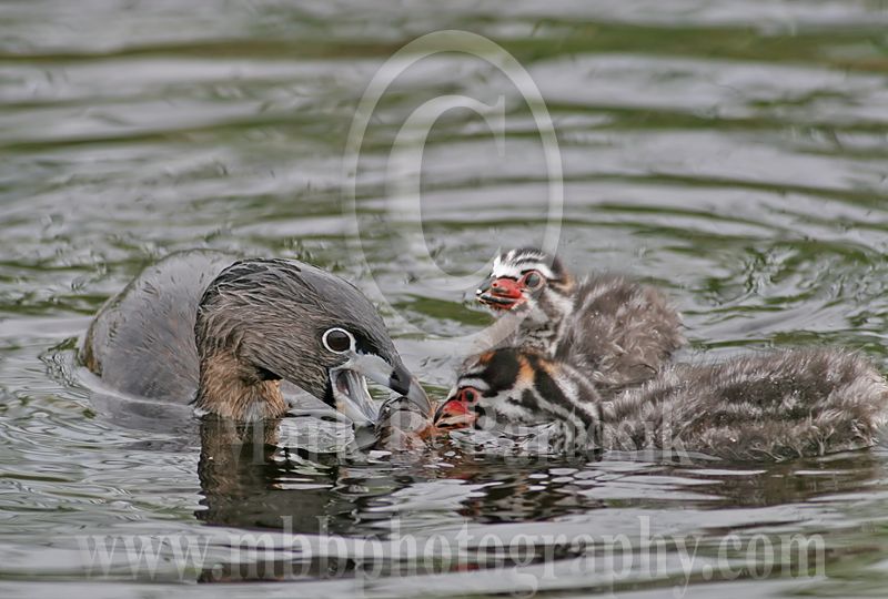 3688615-Pied-billed_Grebe.jpg