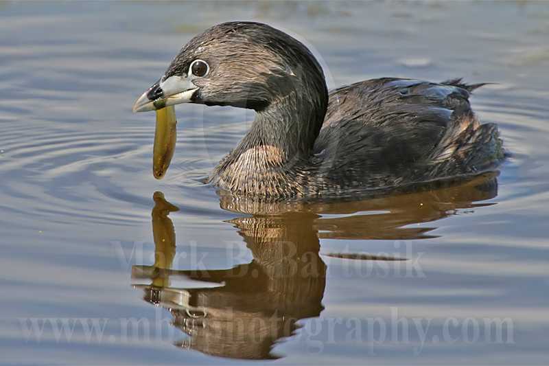 3925480-Pied-billed_Grebe.jpg