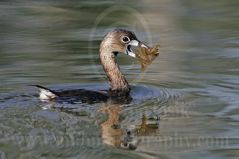 4334526-Pied-billed_Grebe.jpg