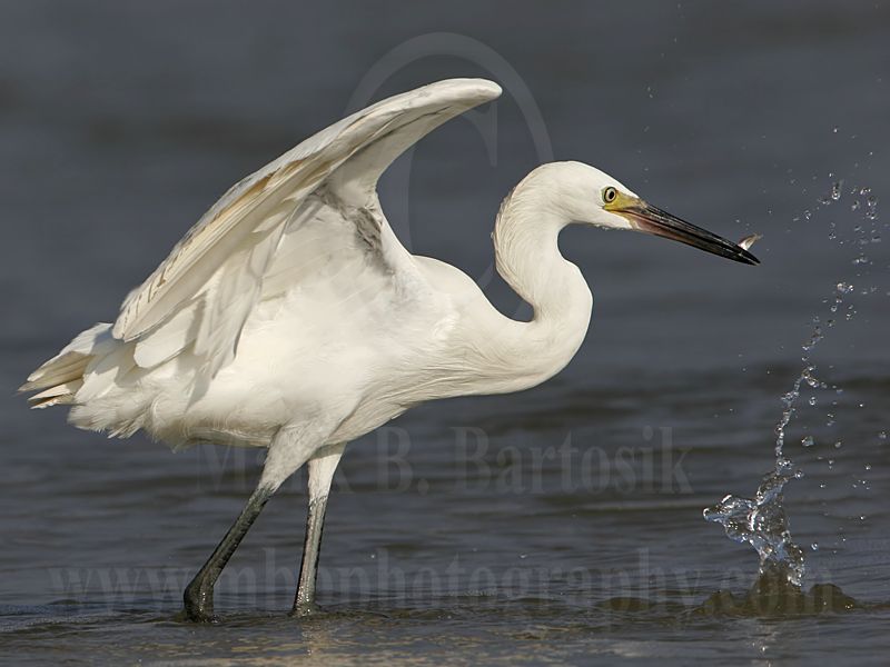 3820287-Reddish_Egret.jpg
