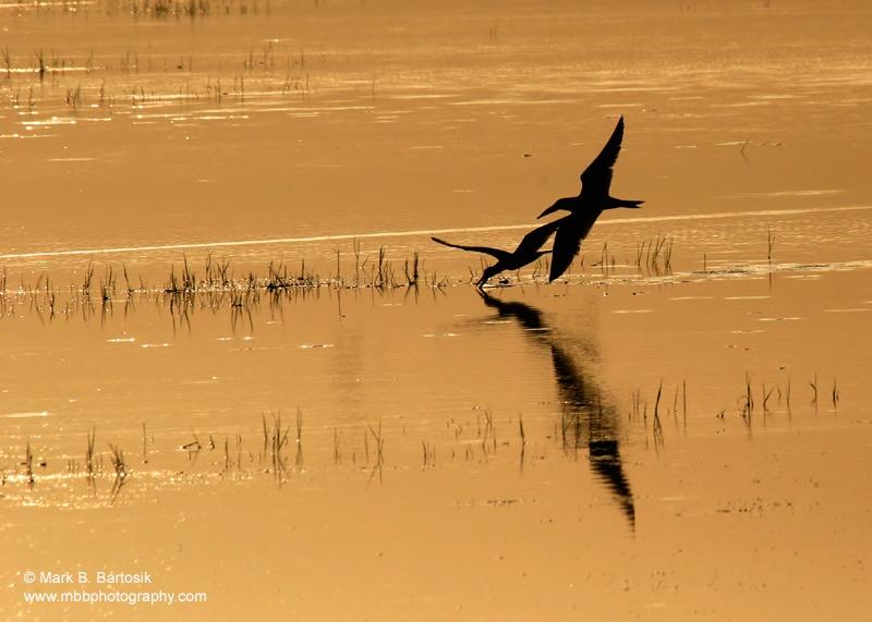 2475810-Black Skimmer.jpg