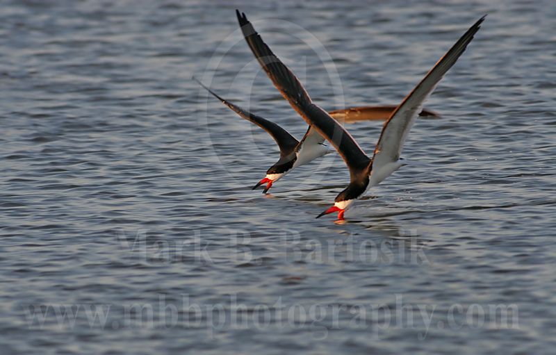 3721284-Black Skimmer.jpg
