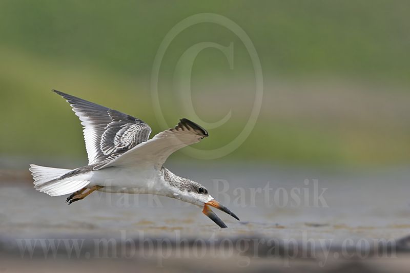 3732271-Black Skimmer.jpg