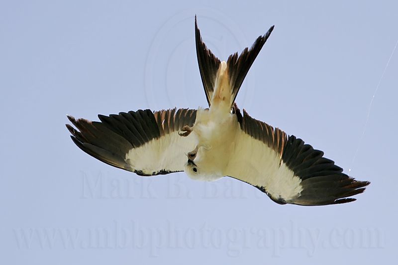 _MG_0659Swallow-tailed_Kite.jpg