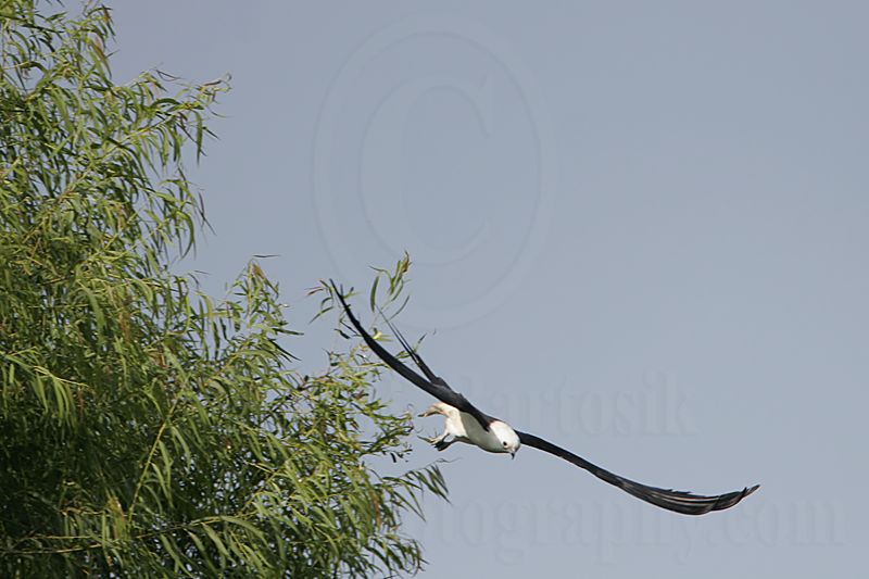 _MG_2599Swallow-tailed_Kite.jpg
