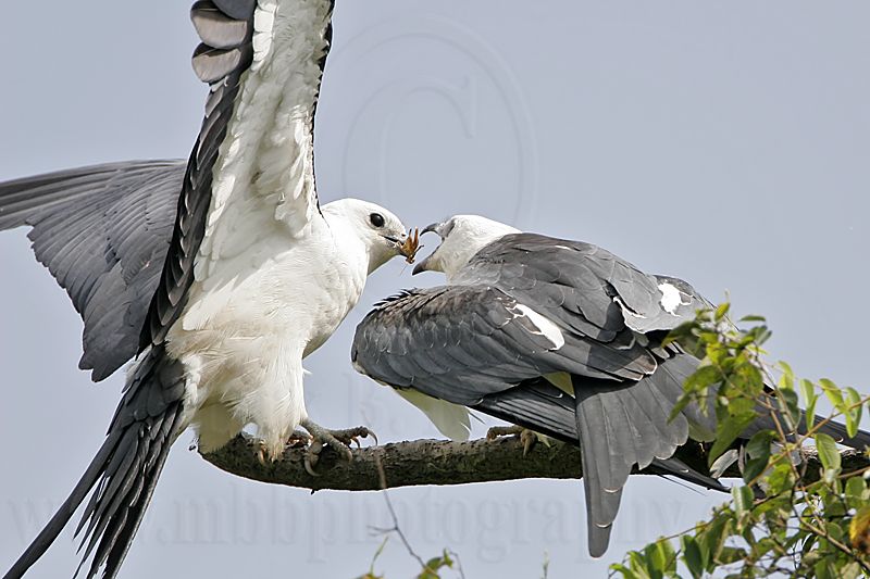 _MG_3071Swallow-tailed_Kite.jpg