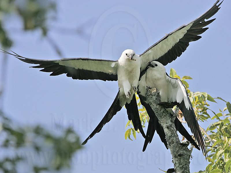 _MG_9561Swallow-tailed_Kite.jpg