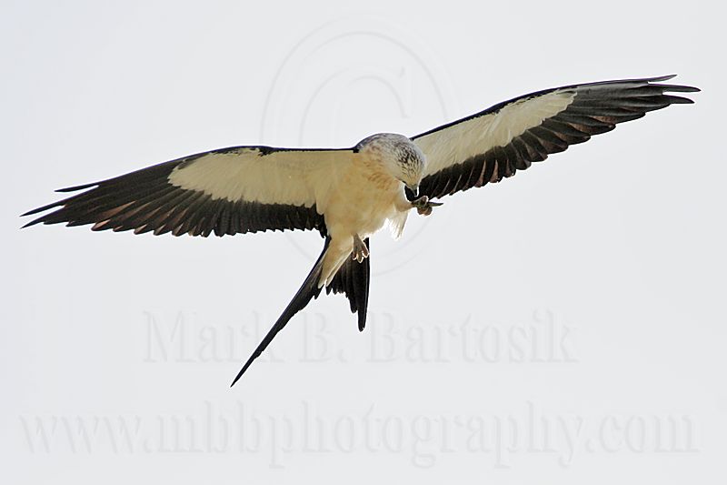 _MG_9889Swallow-tailed_Kite.jpg