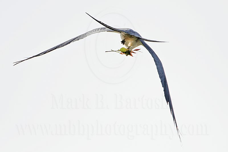 _MG_2433Swallow-tailed_Kite.jpg
