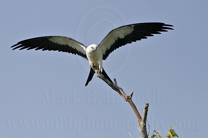 _MG_9118Swallow-tailed_Kite.jpg