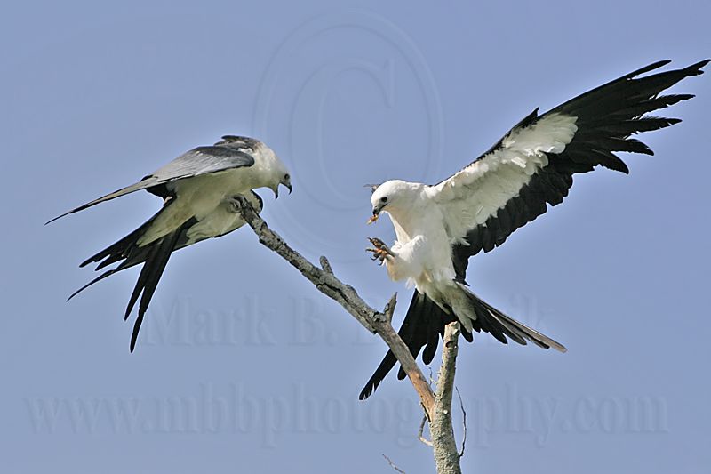 _MG_9175Swallow-tailed_Kite.jpg