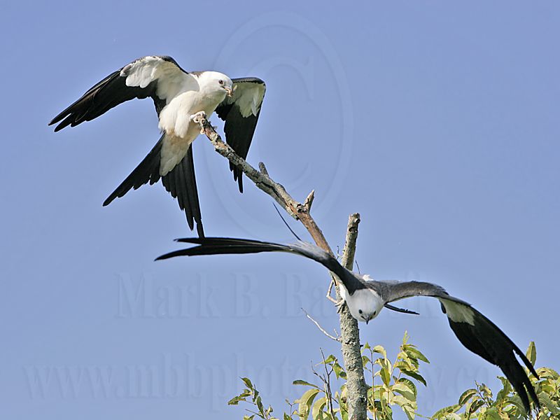 _MG_9234 Swallow-tailed_Kite.jpg
