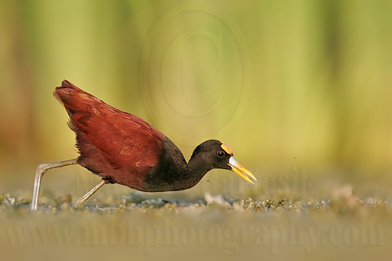 _MG_1252Northern-Jacana.jpg
