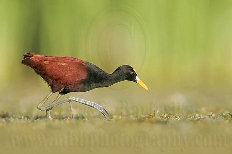 _MG_0282 Northern-Jacana.jpg
