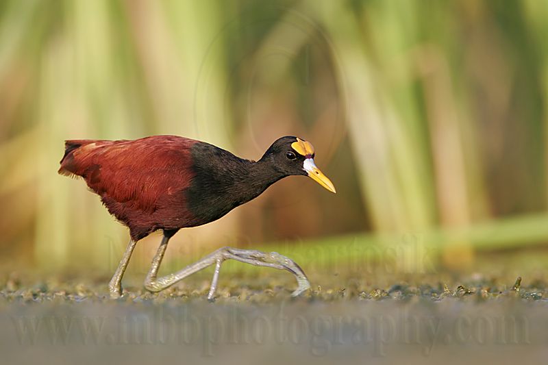 _MG_1109Northern-Jacana.jpg