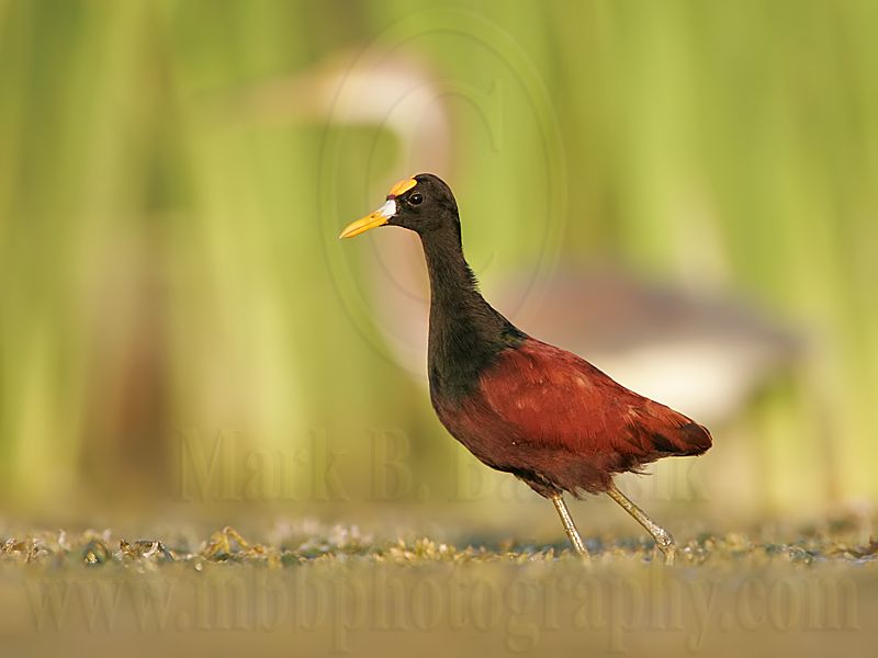 _MG_1361Northern-Jacana.jpg