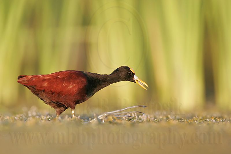 _MG_1466Northern-Jacana.jpg