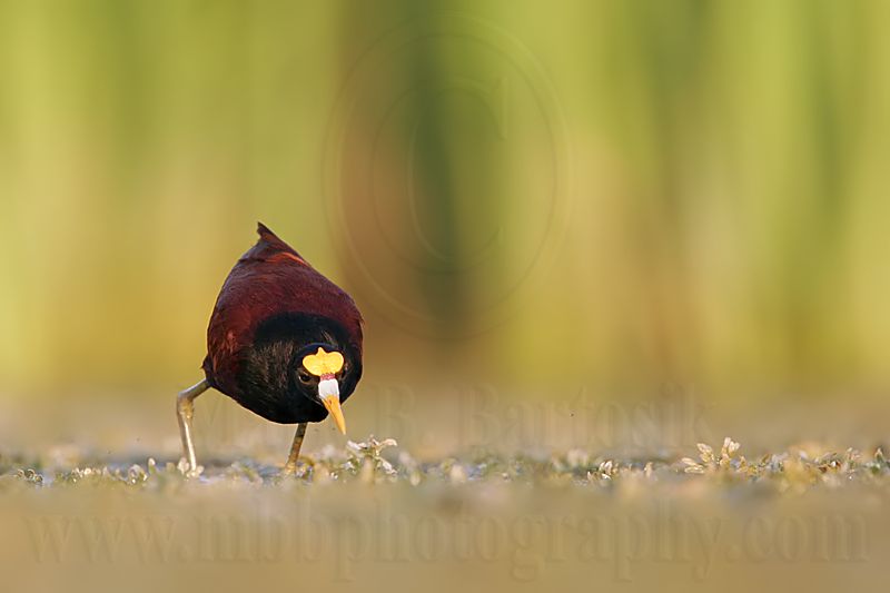 _MG_1528Northern-Jacana.jpg