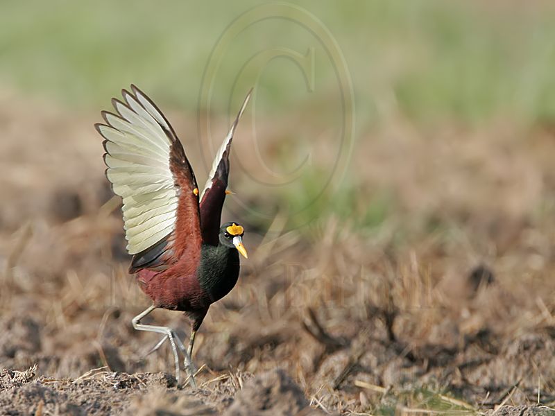 _MG_3868Northern-Jacana.jpg