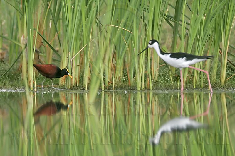 _MG_4038Northern-Jacana.jpg