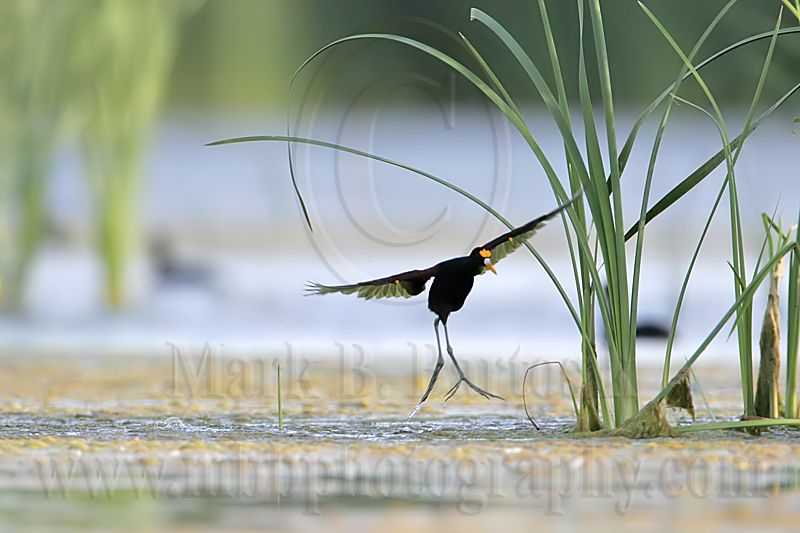 _MG_7080Northern-Jacana.jpg