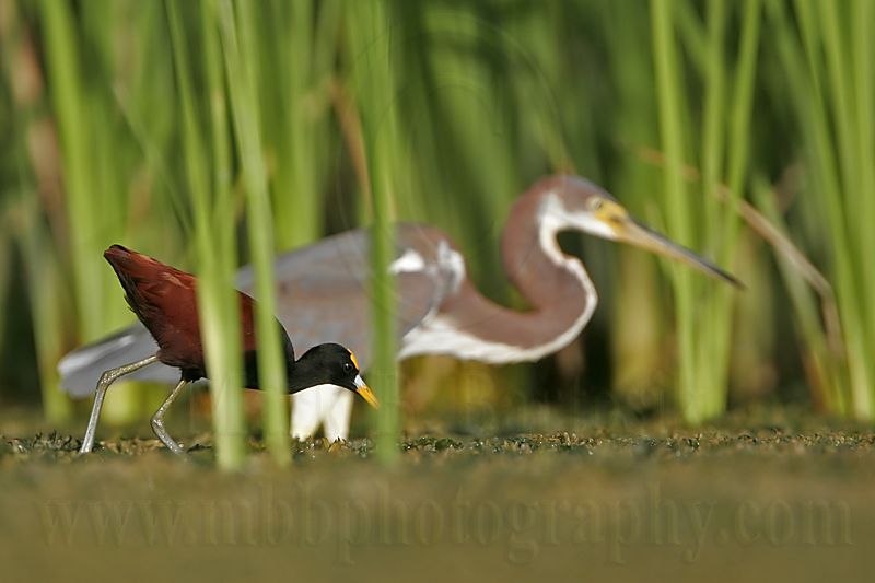 _MG_9514Northern-Jacana.jpg