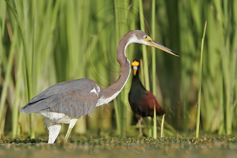 _MG_9564Northern-Jacana.jpg