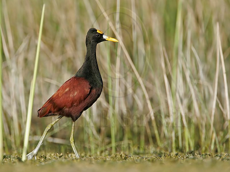 _MG_9779Northern-Jacana.jpg