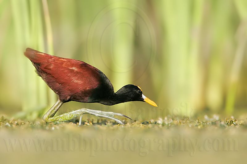 _MG_9958Northern-Jacana.jpg