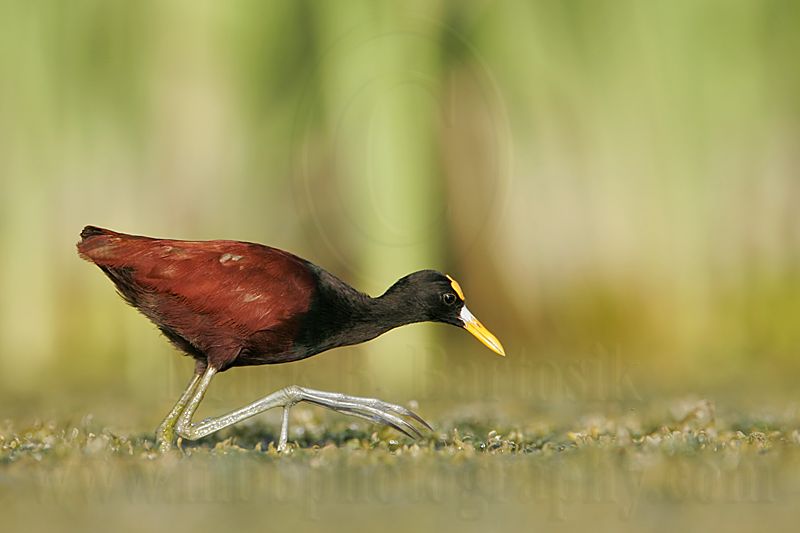 _MG_0175Northern_Jacana.jpg