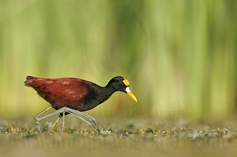 _MG_0210Northern_Jacana.jpg